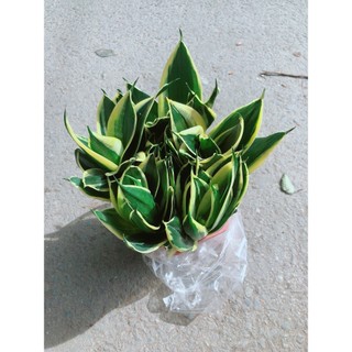 Lưỡi Hổ Thái Xanh Size Lớn