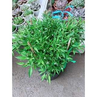 Bụi ớt hiểm