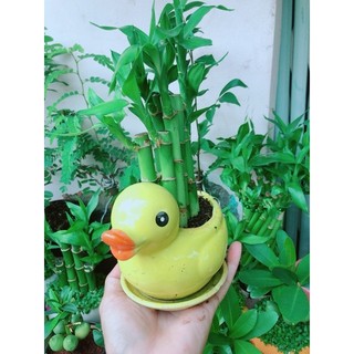 Trúc Phát Tài Vịt Vàng