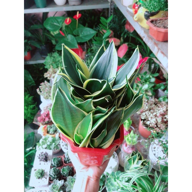 Cây Lưỡi Hổ Thái Xanh Lớn