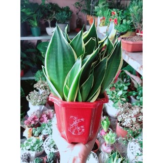 Cây Lưỡi Hổ Thái Xanh Lớn