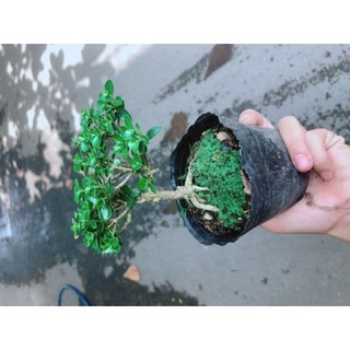 Cây Sam Hương