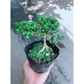 Cây Sam Hương