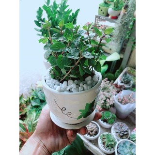 Chậu Bạc Hà Doutblemint