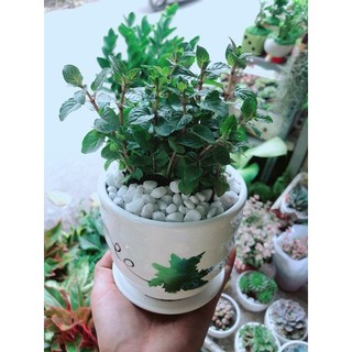 Chậu Bạc Hà Doutblemint