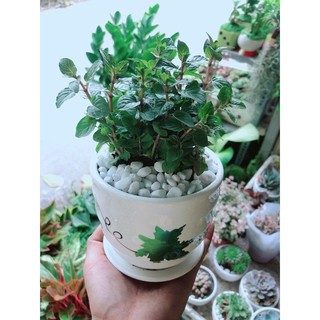 Chậu Bạc Hà Doutblemint