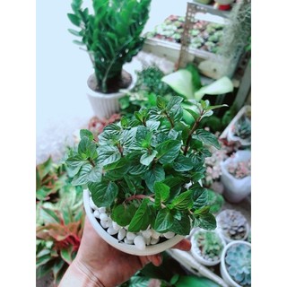 Chậu Bạc Hà Doutblemint