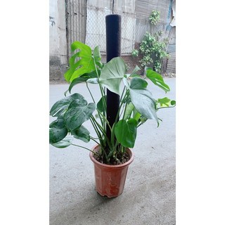 Trầu Bà Lá Rách Leo(trầu bà lá sẻ leo)
