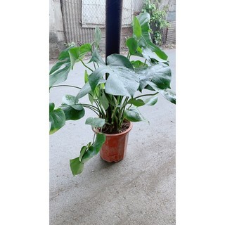 Trầu Bà Lá Rách Leo(trầu bà lá sẻ leo)