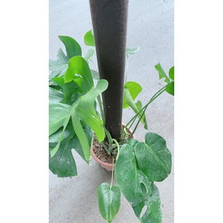 Trầu Bà Lá Rách Leo(trầu bà lá sẻ leo)