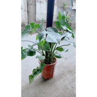Trầu Bà Lá Rách Leo(trầu bà lá sẻ leo)