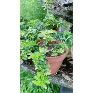 Kim Quýt Bonsai