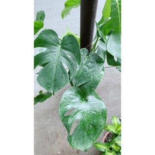 Trầu Bà Lá Rách Leo(trầu bà lá sẻ leo)