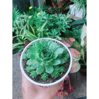 Sen Đá Phật Bà