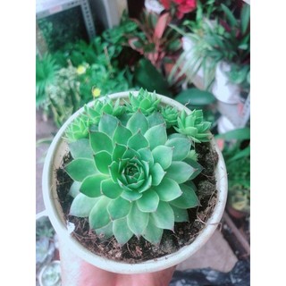 Sen Đá Phật Bà
