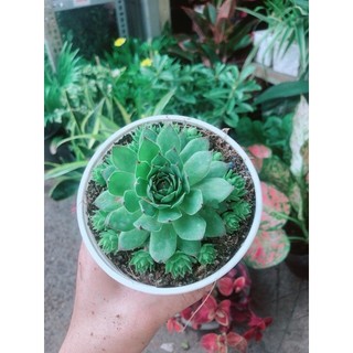 Sen Đá Phật Bà