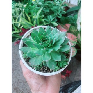 Sen Đá Phật Bà