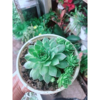 Sen Đá Phật Bà
