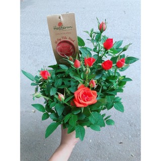 Hoa Hồng Màu Cam