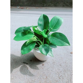 Chậu Trầu Bà Đế Vương Xanh