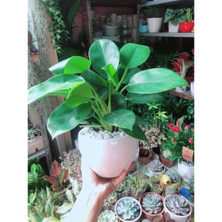 Chậu Trầu Bà Đế Vương Xanh