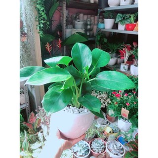 Chậu Trầu Bà Đế Vương Xanh
