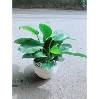 Chậu Trầu Bà Đế Vương Xanh