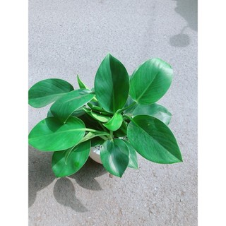 Chậu Trầu Bà Đế Vương Xanh