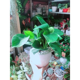 Chậu Trầu Bà Đế Vương Xanh