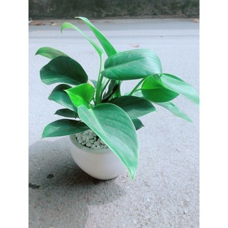Chậu Trầu Bà Đế Vương Xanh