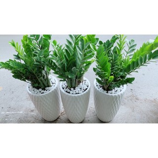 Chậu Cây Kim Tiền Lớn 1m (1 chậu)