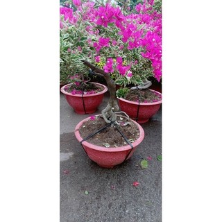 Hoa Giấy Cẩm Thạch