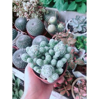 Xương Rồng Nở Hoa