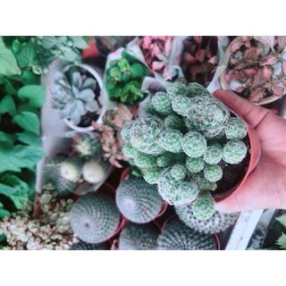 Xương Rồng Nở Hoa