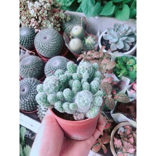 Xương Rồng Nở Hoa