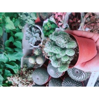 Xương Rồng Nở Hoa