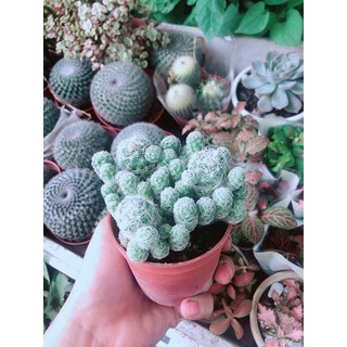 Xương Rồng Nở Hoa