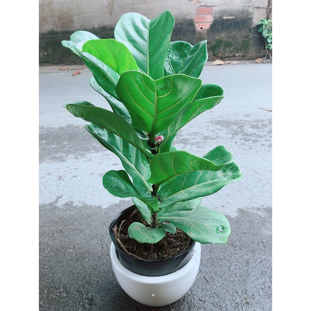 Chậu Cây Bàng Singapore