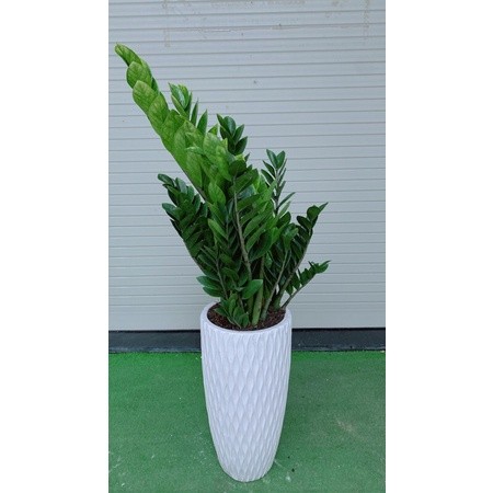 Chau Cay Kim Phat Tai 1m (kim tien)