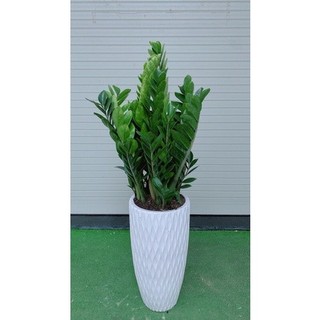 Chau Cay Kim Phat Tai 1m (kim tien)