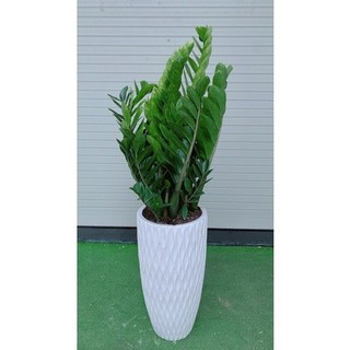 Chau Cay Kim Phat Tai 1m (kim tien)