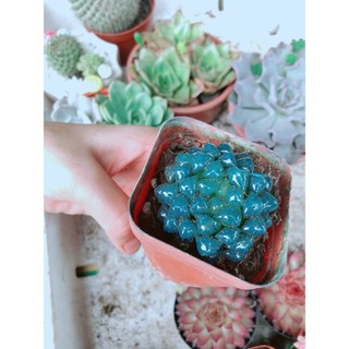 Chậu kim cương xanh