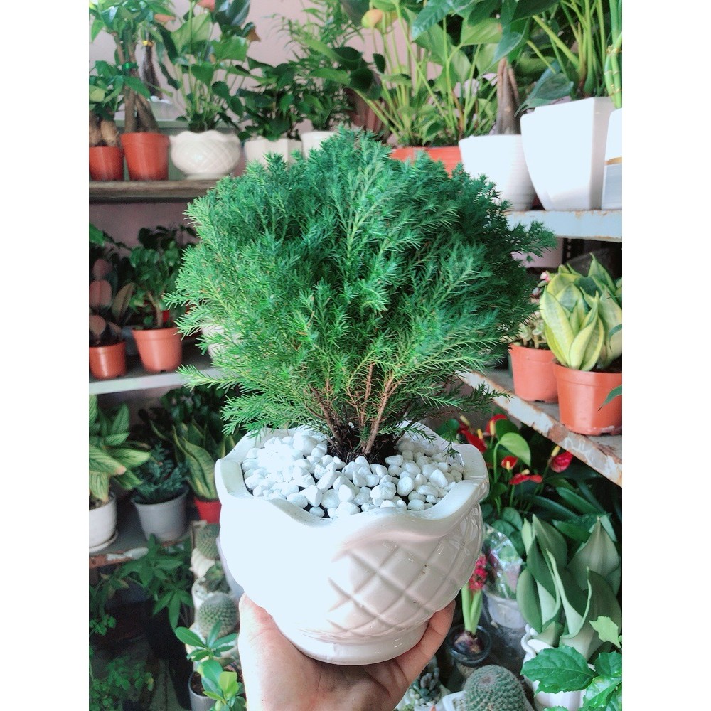 Chậu Cây Tùng Bồng Lai