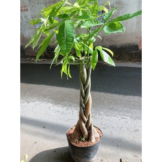 Kim Ngân Thắt Bính Gốc Lớn