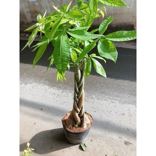 Kim Ngân Thắt Bính Gốc Lớn