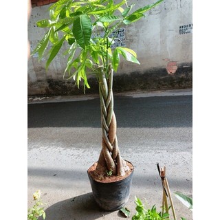 Kim Ngân Thắt Bính Gốc Lớn