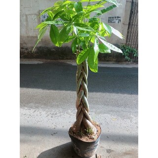 Kim Ngân Thắt Bính Gốc Lớn
