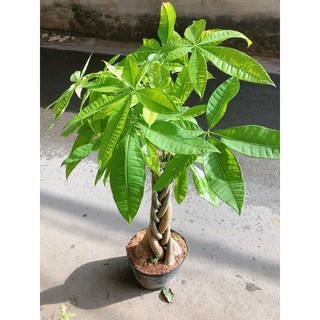 Kim Ngân Thắt Bính Gốc Lớn