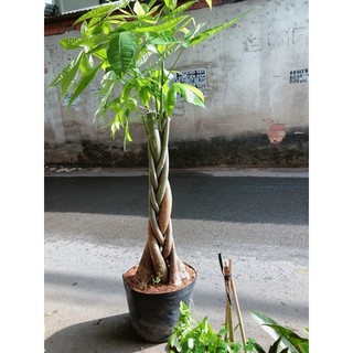 Kim Ngân Thắt Bính Gốc Lớn
