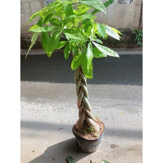 Kim Ngân Thắt Bính Gốc Lớn